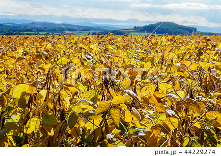 大豆畑 大豆畑 44229274