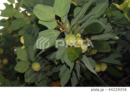 オオイタビ 44229356