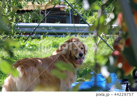 リンご狩りの犬 44229757