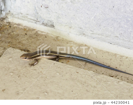 カナヘビ 全身 左向き 44230041