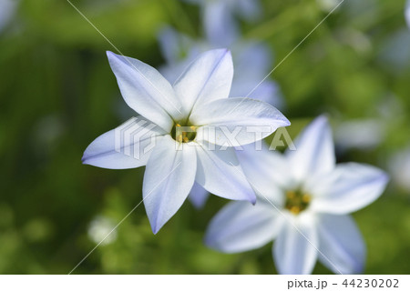 ハナニラの花 ハナニラの花 44230202