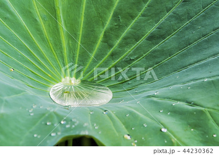 植物 池 自然 44230362