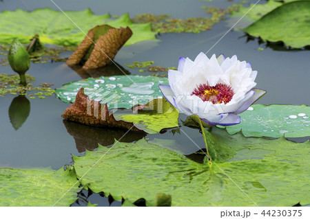 花 蓮 植物 44230375