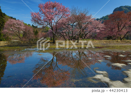 桜 小国町 小玉川小学校 桜 小国町 小玉川小学校 44230413