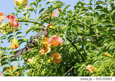ジャカランダ 花 ヒヨドリ 44230964