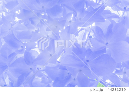 花 植物 自然 44231259