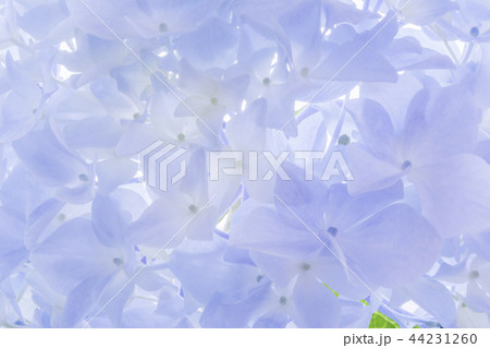 花 植物 自然 44231260