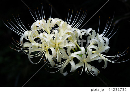 白い彼岸花の写真素材