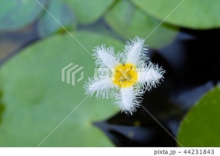 小さい白い花　ミツガシワ 44231843