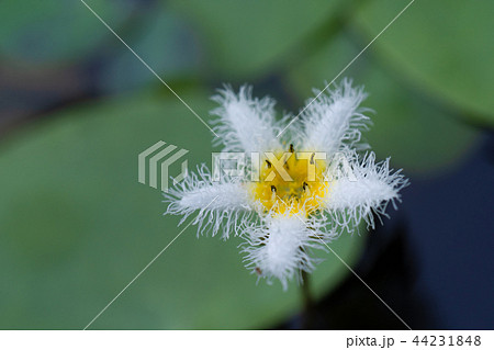 小さい白い花 ミツガシワの写真素材