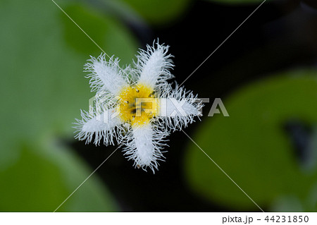 小さい白い花 ミツガシワの写真素材