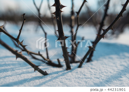 Frozen rose hips covered by snow and winter blue sky. Frozen rose hips covered by snow and winter blue sky. 44231901