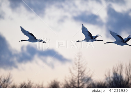 夕焼け空とタンチョウの群れ（北海道） 44231980