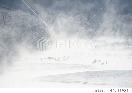 タンチョウのねぐら（北海道・鶴居村） 44231981