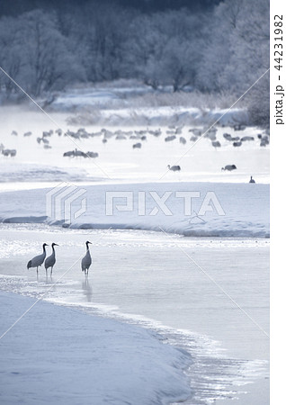 タンチョウのねぐら(北海道・鶴居村) タンチョウのねぐら(北海道・鶴居村) 44231982