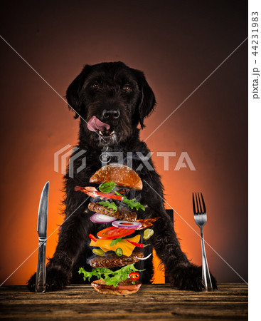 Black dog ready to eat big tasty burger with flying ingredients. Black dog ready to eat big tasty burger with flying ingredients. 44231983