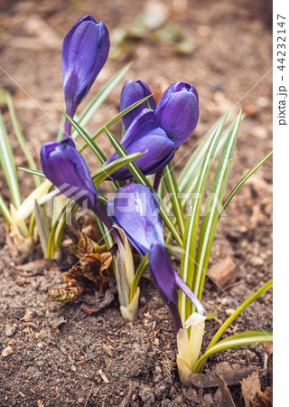 purple crocuses in spring day, side view purple crocuses in spring day, side view 44232147