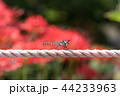 彼岸花をバックに、ロープにとまるトンボ 44233963