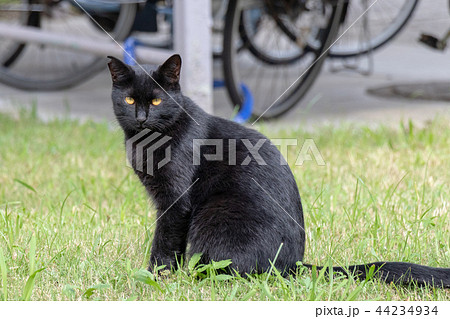 袖ヶ浦団地の野良猫 千葉県習志野市の写真素材