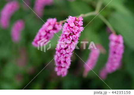 ピンク色の花　オオケタデ 44235150