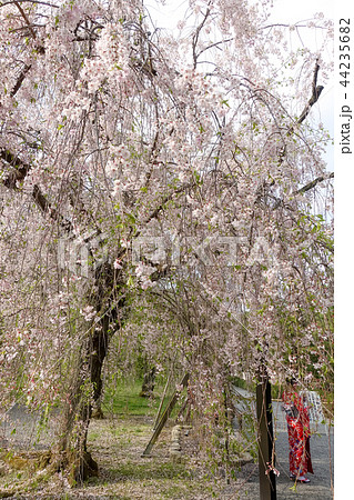 桜 さくら サクラ 44235682