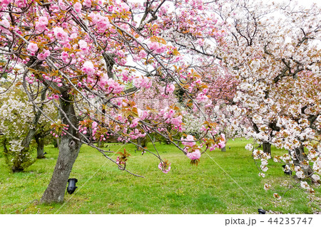 桜 さくら サクラ 44235747