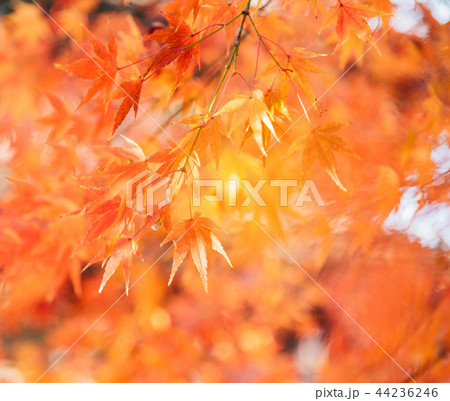 Red maple tree with golden sunlight Red maple tree with golden sunlight 44236246