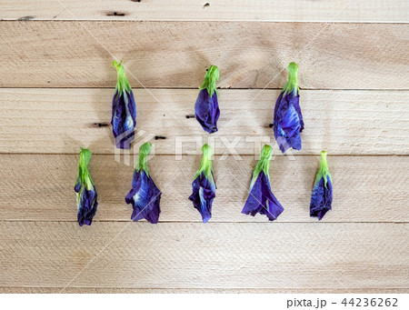 Butterfly pea, Blue pea dried flower Butterfly pea, Blue pea dried flower 44236262