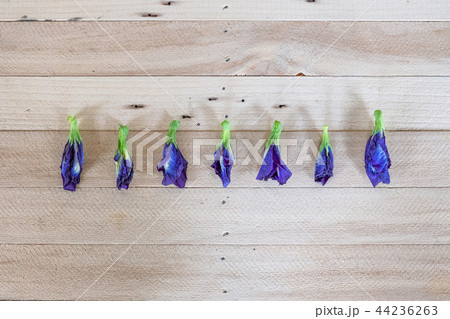 Butterfly pea, Blue pea dried flower Butterfly pea, Blue pea dried flower 44236263