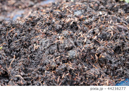 Soil and fertilizer preparing in plot 44236277