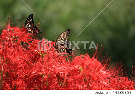 彼岸花と蝶 44236353