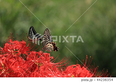 彼岸花と蝶 彼岸花と蝶 44236354