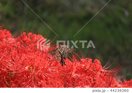 彼岸花と蝶 44236360