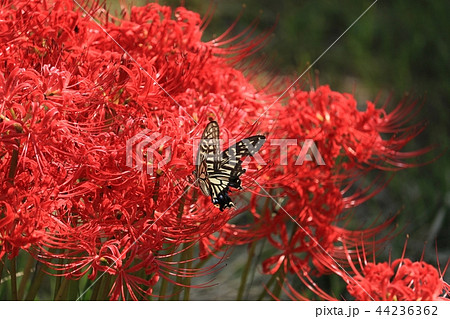 彼岸花と蝶 44236362