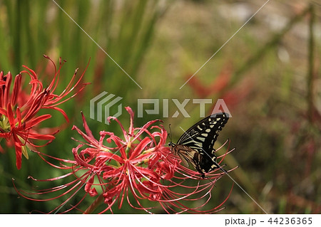 彼岸花と蝶 44236365