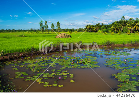 lotus pond with rice field and sky in countryside lotus pond with rice field and sky in countryside 44236470