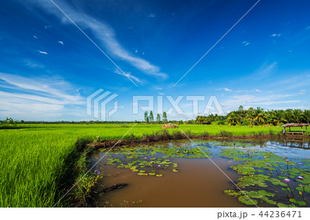 lotus pond with rice field and sky in countryside lotus pond with rice field and sky in countryside 44236471