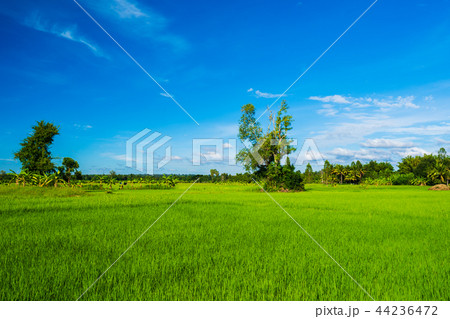 rice field with sky in countryside rice field with sky in countryside 44236472