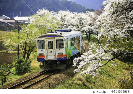 長良川鉄道　春　桜 44236668