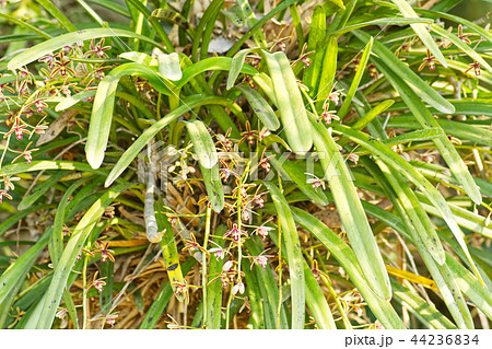 Cymbidium finlaysonianum orchid 44236834