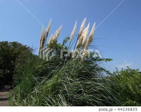 パンパスグラス 44236835