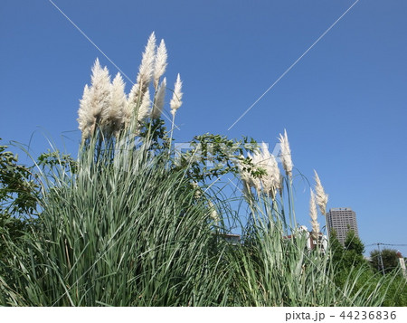 パンパスグラス 44236836