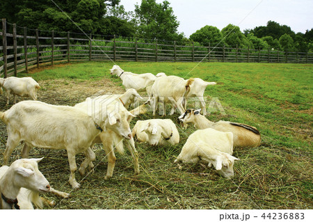 ヤギ 牧場 ヤギ 牧場 44236883
