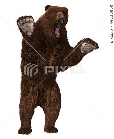 Grizzly Bear Isolated On White Background 3d のイラスト素材