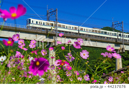 西武鉄道とコスモス 44237076