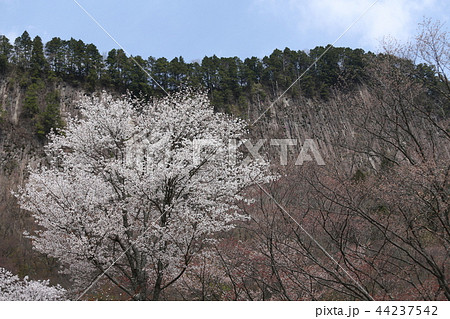 奈良　屏風岩の山桜 44237542