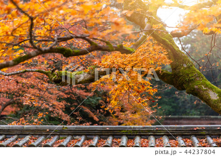 beautiful fall maple with shrine roof architecture 44237804