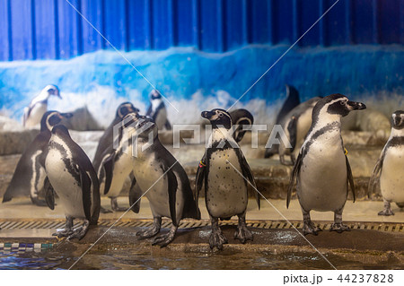 penguin in the zoo aquarium 44237828