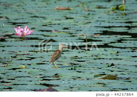 A small bird stands in a swamp on burdock 44237864