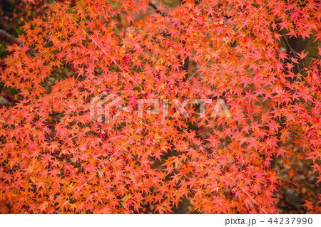 Japan autumn red maple background 44237990